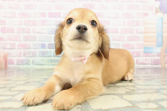 東京都のチワックス(チワワ×ダックス) (Coo&RIKU江戸川店/2025年12月26日生まれ/女の子/レッド)の子犬の2枚目の画像