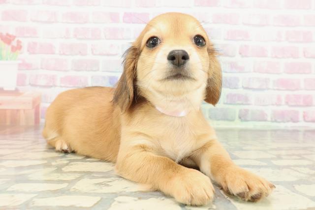 東京都のチワックス(チワワ×ダックス) (Coo&RIKU江戸川店/2025年12月26日生まれ/女の子/レッド)の子犬の3枚目の画像