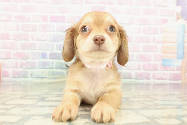 沖縄県のチワックス(チワワ×ダックス) (Coo&RIKUイーアス沖縄豊崎店/2025年12月26日生まれ/女の子/レッド)の子犬の1枚目の画像