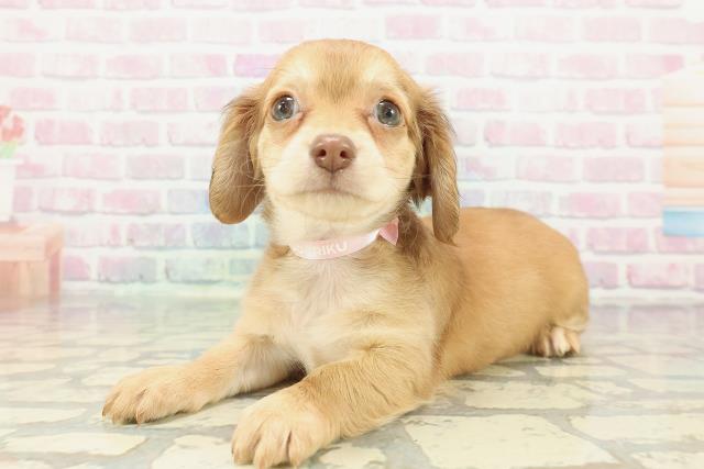 沖縄県のチワックス(チワワ×ダックス) (Coo&RIKUイーアス沖縄豊崎店/2025年12月26日生まれ/女の子/レッド)の子犬の2枚目の画像