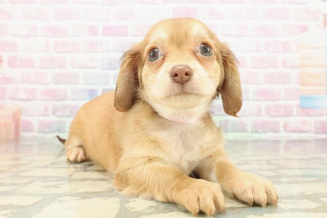 沖縄県のチワックス(チワワ×ダックス) (Coo&RIKUイーアス沖縄豊崎店/2025年12月26日生まれ/女の子/レッド)の子犬の3枚目の画像