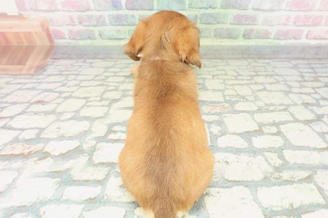 沖縄県のチワックス(チワワ×ダックス) (Coo&RIKUイーアス沖縄豊崎店/2025年12月26日生まれ/女の子/レッド)の子犬の4枚目の画像