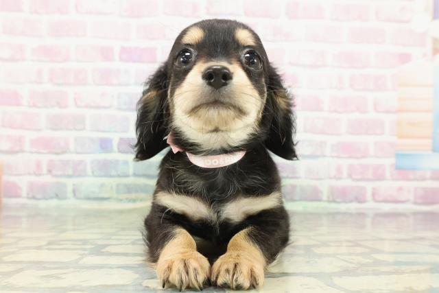 栃木県のチワックス(チワワ×ダックス) (Coo&RIKU足利店/2025年12月26日生まれ/女の子/ブラックタン)の子犬の1枚目の画像