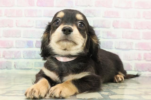 栃木県のチワックス(チワワ×ダックス) (Coo&RIKU足利店/2025年12月26日生まれ/女の子/ブラックタン)の子犬の2枚目の画像