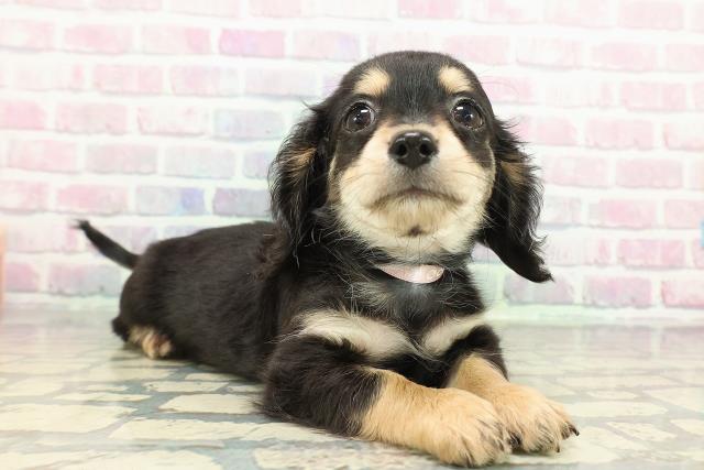 栃木県のチワックス(チワワ×ダックス) (Coo&RIKU足利店/2025年12月26日生まれ/女の子/ブラックタン)の子犬の3枚目の画像