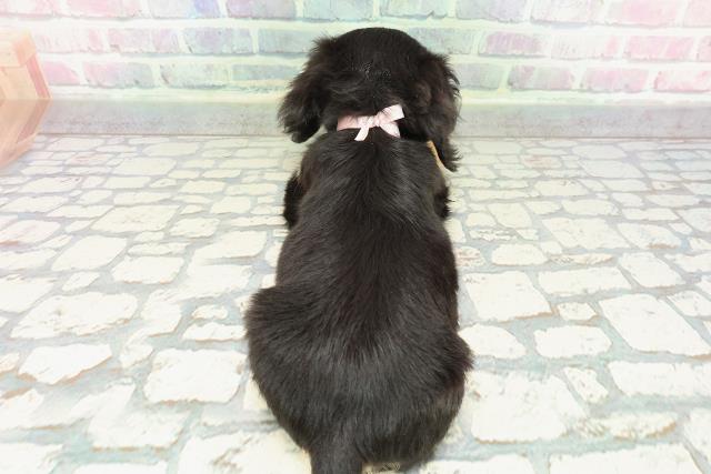 栃木県のチワックス(チワワ×ダックス) (Coo&RIKU足利店/2025年12月26日生まれ/女の子/ブラックタン)の子犬の4枚目の画像