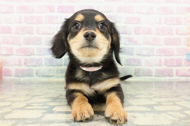 埼玉県のチワックス(チワワ×ダックス) (Coo&RIKU川口戸塚店/2025年12月26日生まれ/女の子/ブラックタン)の子犬の1枚目の画像