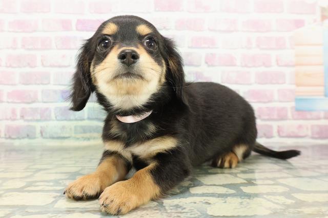 埼玉県のチワックス(チワワ×ダックス) (Coo&RIKU川口戸塚店/2025年12月26日生まれ/女の子/ブラックタン)の子犬の2枚目の画像