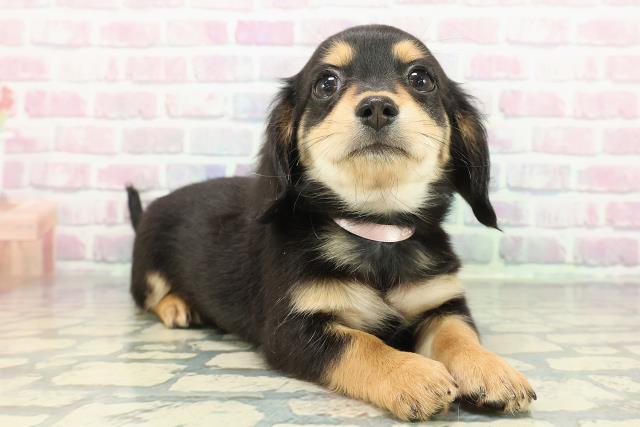 埼玉県のチワックス(チワワ×ダックス) (Coo&RIKU川口戸塚店/2025年12月26日生まれ/女の子/ブラックタン)の子犬の3枚目の画像