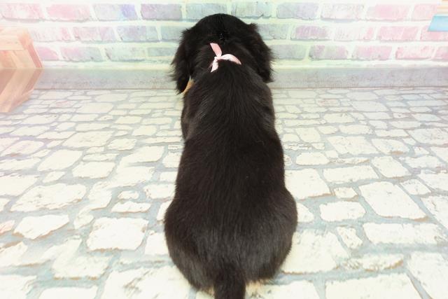 埼玉県のチワックス(チワワ×ダックス) (Coo&RIKU川口戸塚店/2025年12月26日生まれ/女の子/ブラックタン)の子犬の4枚目の画像