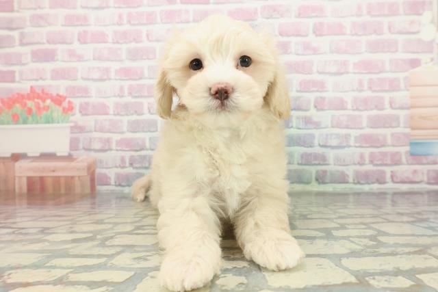 沖縄県のマルプー(マルチーズ×プードル) (Coo&RIKUイオン北谷店/2025年12月26日生まれ/男の子/クリームホワイト)の子犬の1枚目の画像
