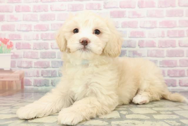 沖縄県のマルプー(マルチーズ×プードル) (Coo&RIKUイオン北谷店/2025年12月26日生まれ/男の子/クリームホワイト)の子犬の2枚目の画像