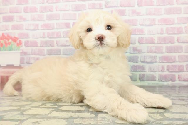 沖縄県のマルプー(マルチーズ×プードル) (Coo&RIKUイオン北谷店/2025年12月26日生まれ/男の子/クリームホワイト)の子犬の3枚目の画像