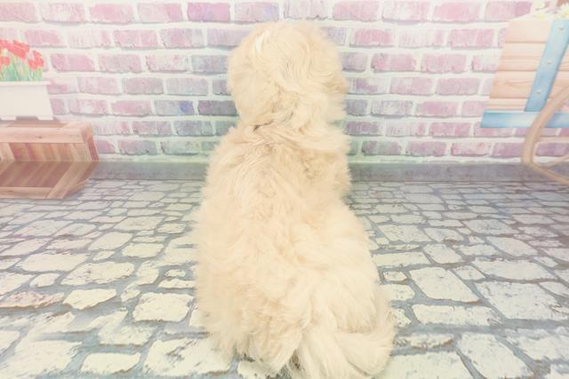 沖縄県のマルプー(マルチーズ×プードル) (Coo&RIKUイオン北谷店/2025年12月26日生まれ/男の子/クリームホワイト)の子犬の4枚目の画像