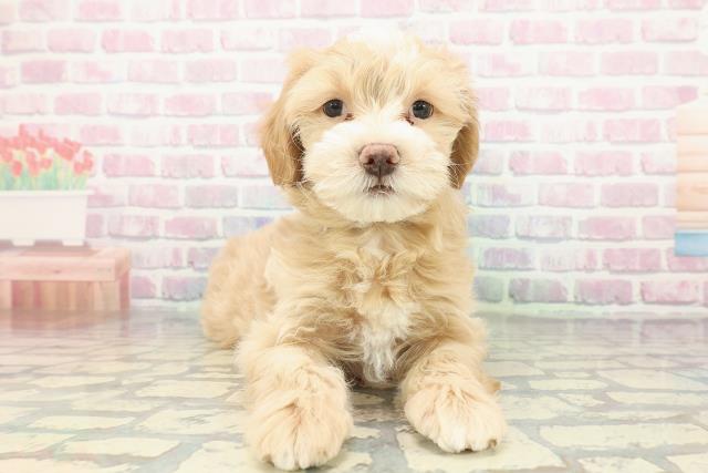 千葉県のマルプー(マルチーズ×プードル) (Coo&RIKU流山店/2025年12月26日生まれ/男の子/アプリコットホワイト)の子犬の1枚目の画像