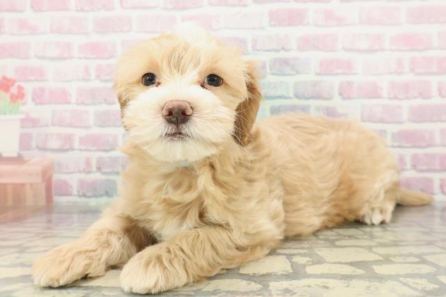 千葉県のマルプー(マルチーズ×プードル) (Coo&RIKU流山店/2025年12月26日生まれ/男の子/アプリコットホワイト)の子犬の2枚目の画像