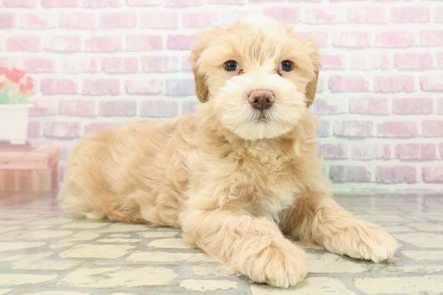 千葉県のマルプー(マルチーズ×プードル) (Coo&RIKU流山店/2025年12月26日生まれ/男の子/アプリコットホワイト)の子犬の3枚目の画像