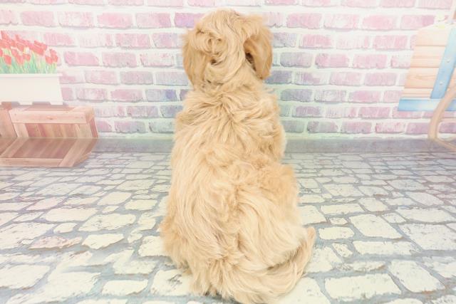 千葉県のマルプー(マルチーズ×プードル) (Coo&RIKU流山店/2025年12月26日生まれ/男の子/アプリコットホワイト)の子犬の4枚目の画像