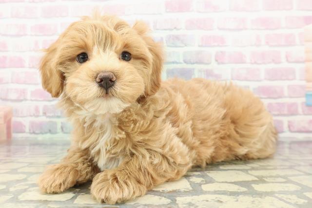 栃木県のマルプー(マルチーズ×プードル) (Coo&RIKUFKDインターパーク店/2025年12月26日生まれ/女の子/アプリコットホワイト)の子犬の2枚目の画像