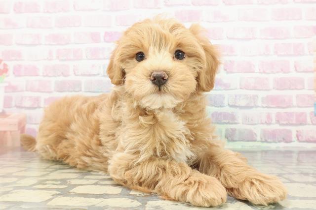 栃木県のマルプー(マルチーズ×プードル) (Coo&RIKUFKDインターパーク店/2025年12月26日生まれ/女の子/アプリコットホワイト)の子犬の3枚目の画像