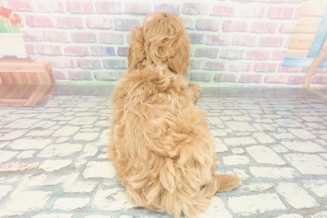 栃木県のマルプー(マルチーズ×プードル) (Coo&RIKUFKDインターパーク店/2025年12月26日生まれ/女の子/アプリコットホワイト)の子犬の4枚目の画像