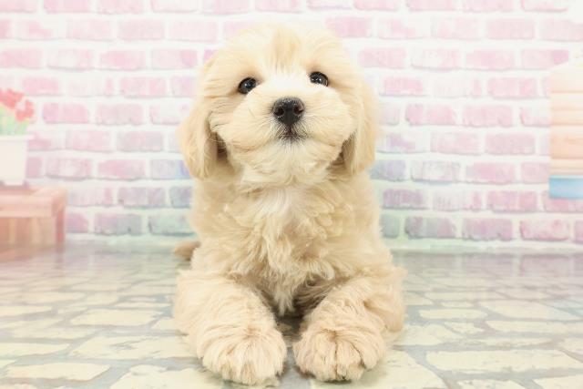 神奈川県のマルプー(マルチーズ×プードル) (Coo&RIKU横浜青葉店/2025年12月26日生まれ/女の子/クリーム)の子犬の1枚目の画像