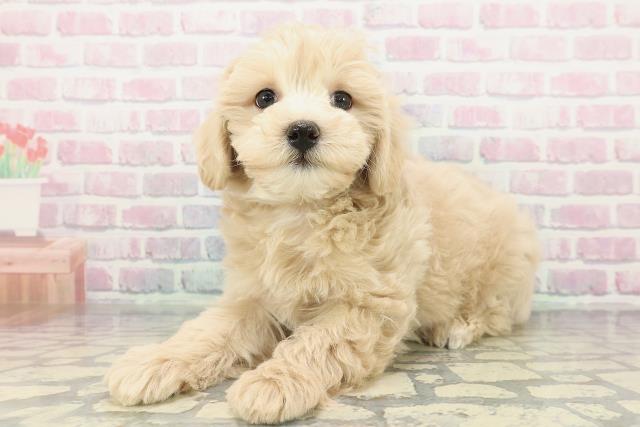 神奈川県のマルプー(マルチーズ×プードル) (Coo&RIKU横浜青葉店/2025年12月26日生まれ/女の子/クリーム)の子犬の2枚目の画像