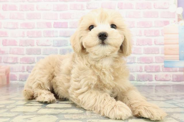 神奈川県のマルプー(マルチーズ×プードル) (Coo&RIKU横浜青葉店/2025年12月26日生まれ/女の子/クリーム)の子犬の3枚目の画像