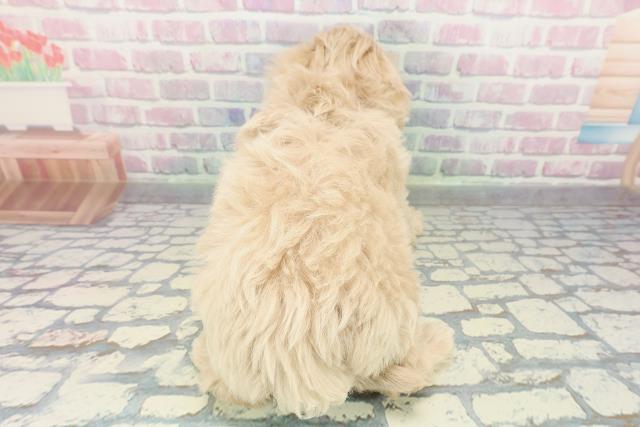 神奈川県のマルプー(マルチーズ×プードル) (Coo&RIKU横浜青葉店/2025年12月26日生まれ/女の子/クリーム)の子犬の4枚目の画像