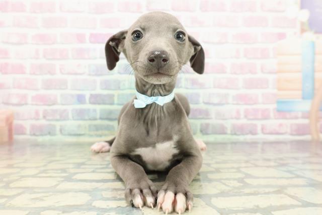 イタリアングレーハウンド