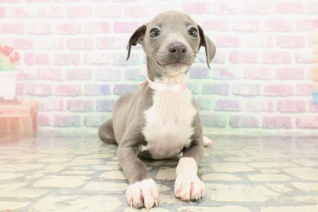 イタリアングレーハウンド