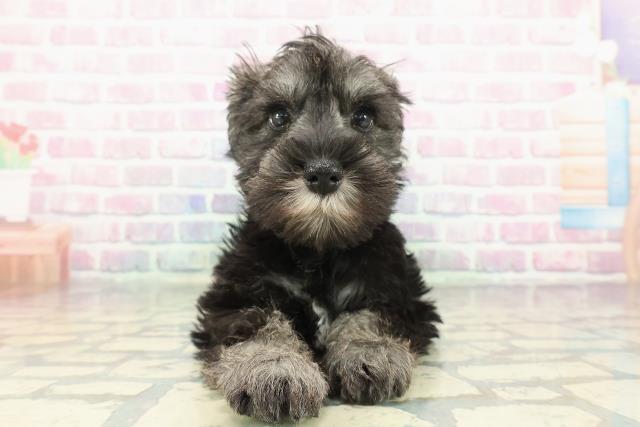 ミニチュア・シュナウザー