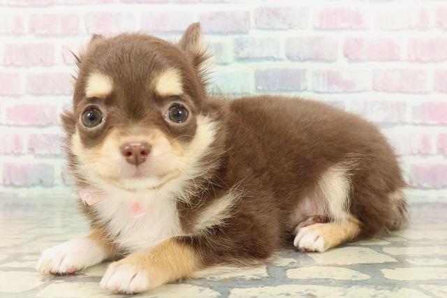 埼玉県のチワワ(ロング) (Coo&RIKU大宮店/2025年12月16日生まれ/女の子/チョコレートタンホワイト)の子犬の2枚目の画像