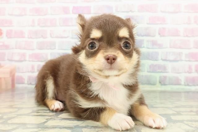 埼玉県のチワワ(ロング) (Coo&RIKU大宮店/2025年12月16日生まれ/女の子/チョコレートタンホワイト)の子犬の3枚目の画像