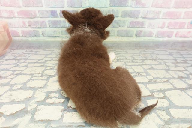 埼玉県のチワワ(ロング) (Coo&RIKU大宮店/2025年12月16日生まれ/女の子/チョコレートタンホワイト)の子犬の4枚目の画像