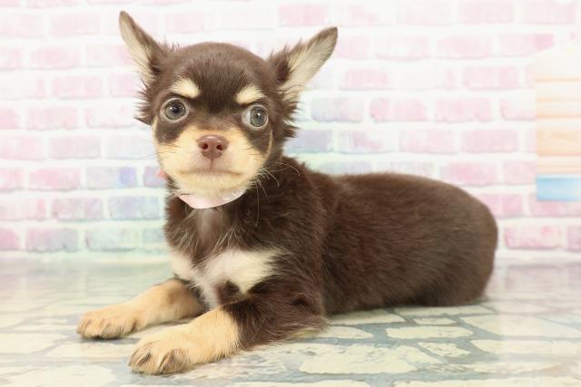 埼玉県のチワワ(ロング) (Coo&RIKU草加バイパス店/2025年12月16日生まれ/女の子/チョコレートタンホワイト)の子犬の2枚目の画像