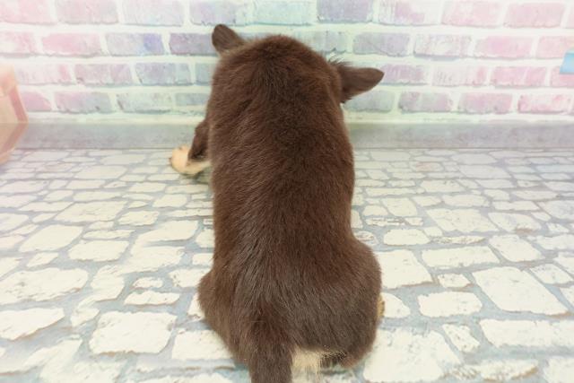 埼玉県のチワワ(ロング) (Coo&RIKU草加バイパス店/2025年12月16日生まれ/女の子/チョコレートタンホワイト)の子犬の4枚目の画像