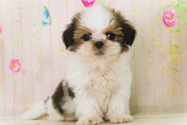 北海道のシーズー (Coo&RIKU釧路店/2025年12月22日生まれ/女の子/ホワイトゴールド)の子犬の1枚目の画像