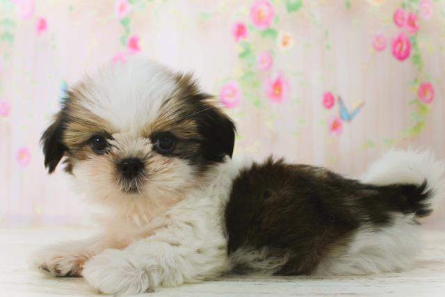 北海道のシーズー (Coo&RIKU釧路店/2025年12月22日生まれ/女の子/ホワイトゴールド)の子犬の2枚目の画像