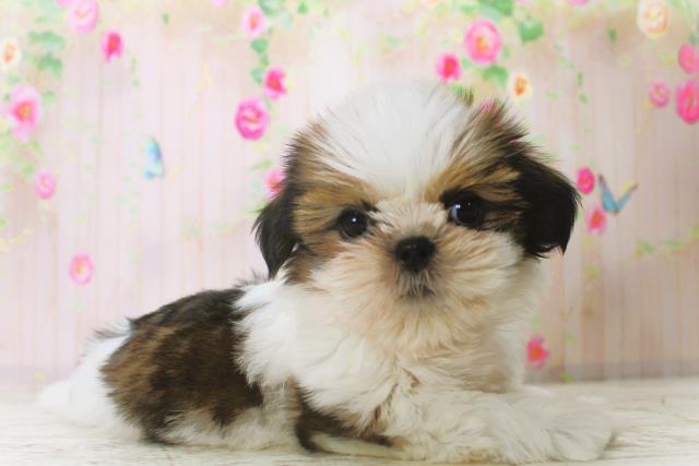 北海道のシーズー (Coo&RIKU釧路店/2025年12月22日生まれ/女の子/ホワイトゴールド)の子犬の3枚目の画像