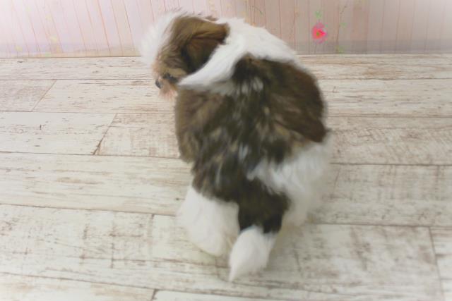 北海道のシーズー (Coo&RIKU釧路店/2025年12月22日生まれ/女の子/ホワイトゴールド)の子犬の4枚目の画像