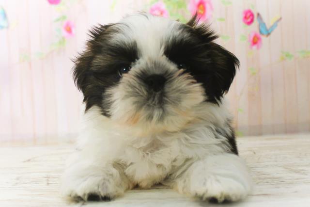 北海道のシーズー (Coo&RIKU室蘭店/2025年12月24日生まれ/男の子/ホワイトゴールド)の子犬の1枚目の画像