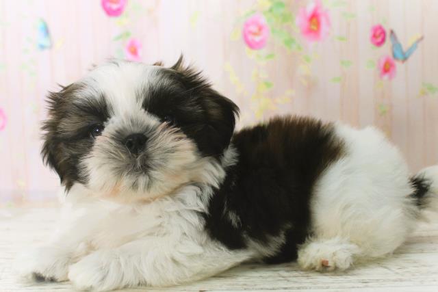 北海道のシーズー (Coo&RIKU室蘭店/2025年12月24日生まれ/男の子/ホワイトゴールド)の子犬の2枚目の画像