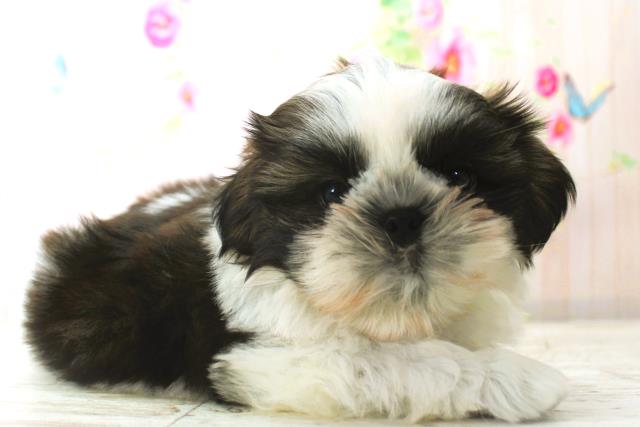 北海道のシーズー (Coo&RIKU室蘭店/2025年12月24日生まれ/男の子/ホワイトゴールド)の子犬の3枚目の画像