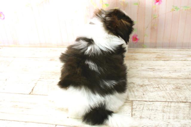 北海道のシーズー (Coo&RIKU室蘭店/2025年12月24日生まれ/男の子/ホワイトゴールド)の子犬の4枚目の画像