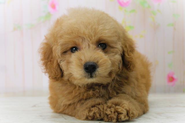 トイ・プードル