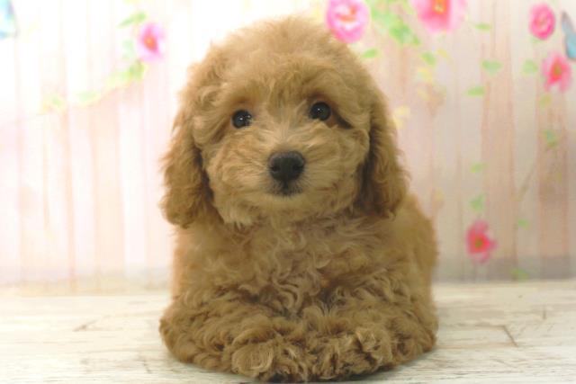 トイ・プードル