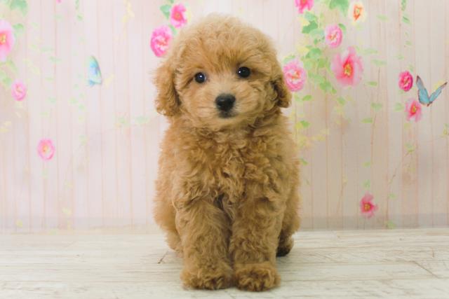 トイ・プードル