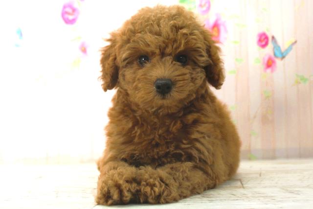 トイ・プードル