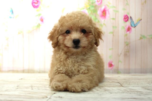 トイ・プードル